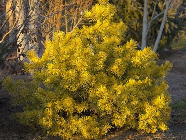 Pušis paprastoji ,Gold Coin' (lot. Pinus sylvestris) Pušis paprastoji ,Gold Coin' (lot. Pinus sylvestris)